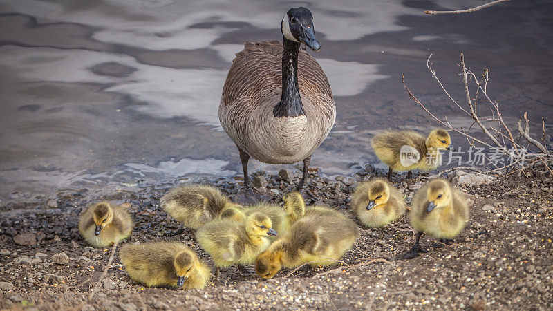 加拿大鹅(Branta canadensis)和小鸭。